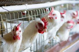 Poultry Insurance Market